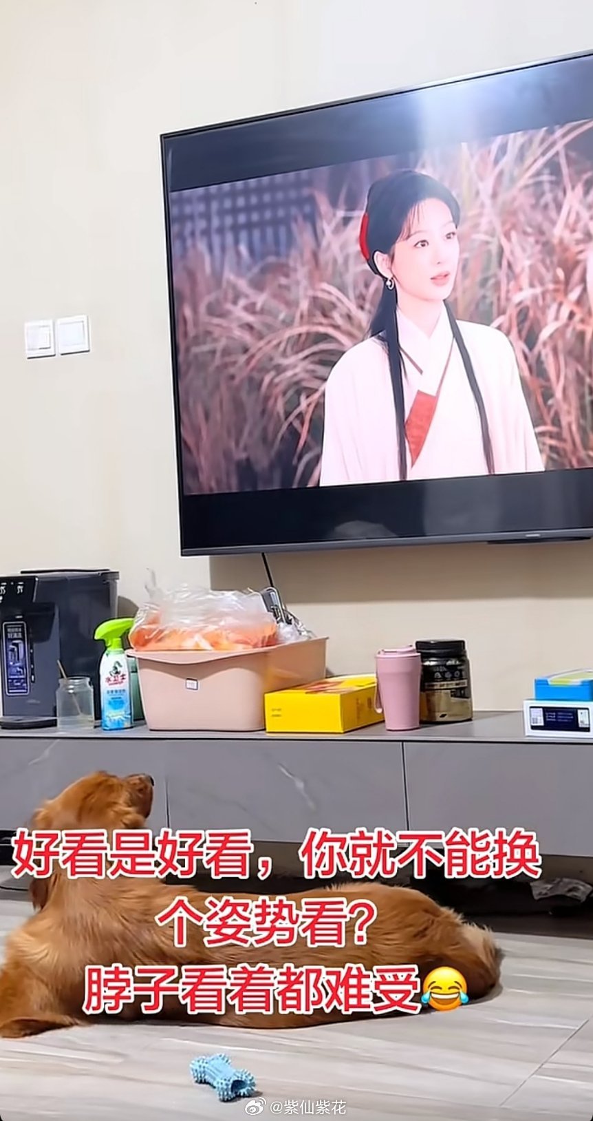 豆宝看家业看着迷住了这脖子就这样看着也不换姿势李祯的狗狗粉