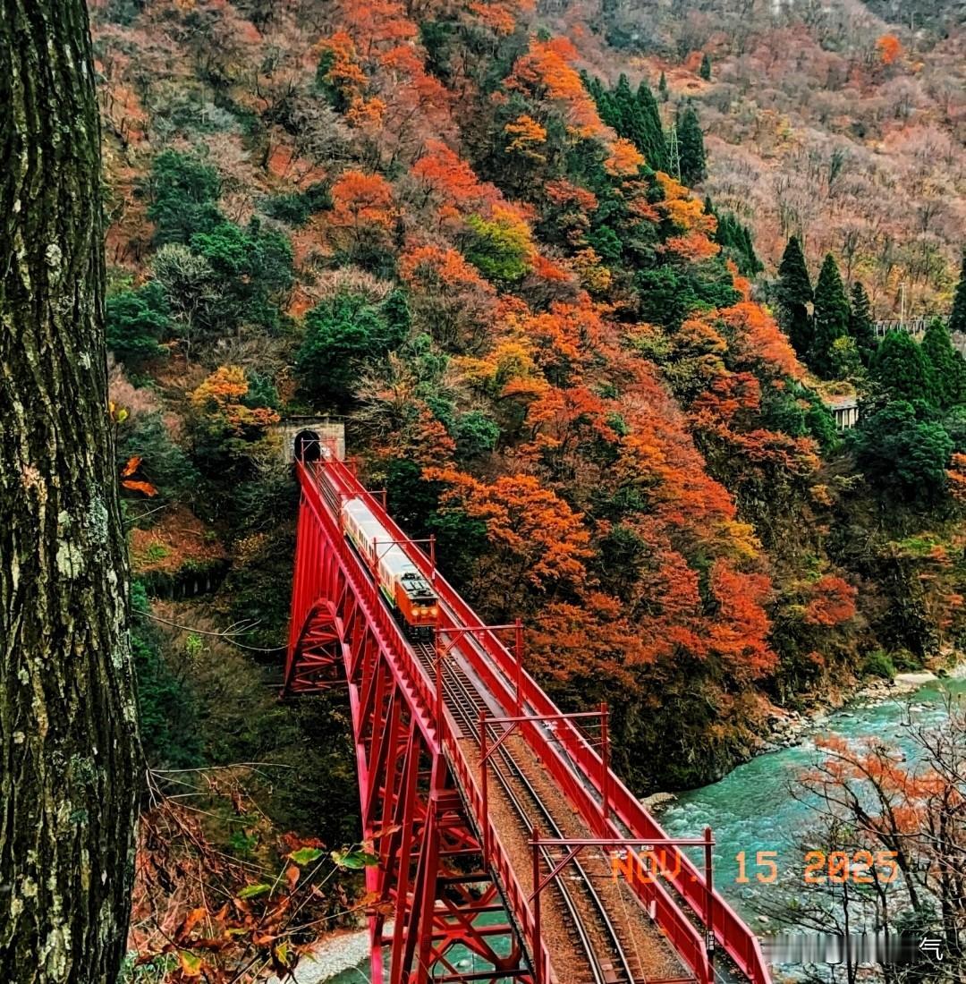 整个日本国内，我估计都要哀声一片！要知道本来十一月中旬和十二月初，又是中国人