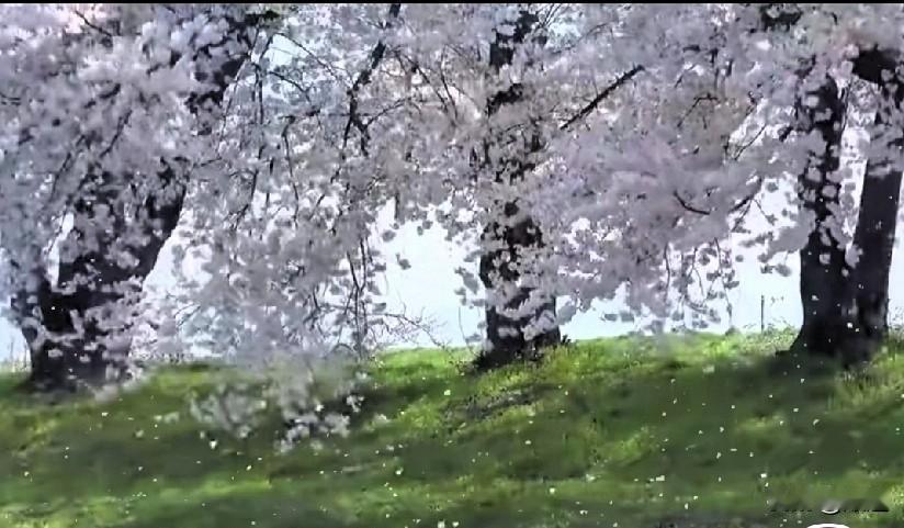 36岁二婚女子，嫁给头婚老公。俩人感情很好，结婚也一年了，正在备孕阶段。但是由