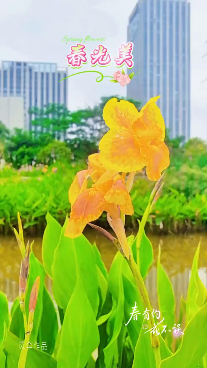 春光美，看有约，花不误。风伞作品。花和海中你追着鹿跑，花瓣轻轻沾在发梢。风一