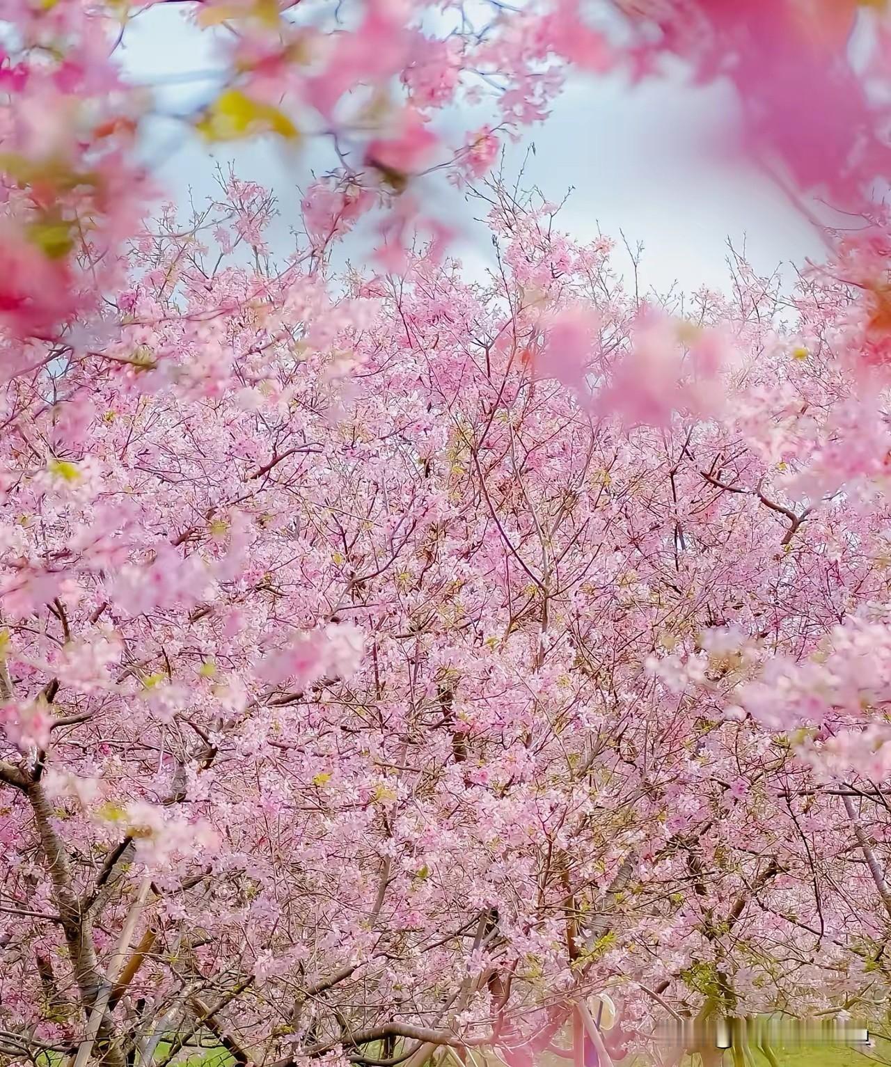 广州藏着华南最大樱花园！千亩樱花齐开，错过等一年不用挤武汉，不用飞日本，广