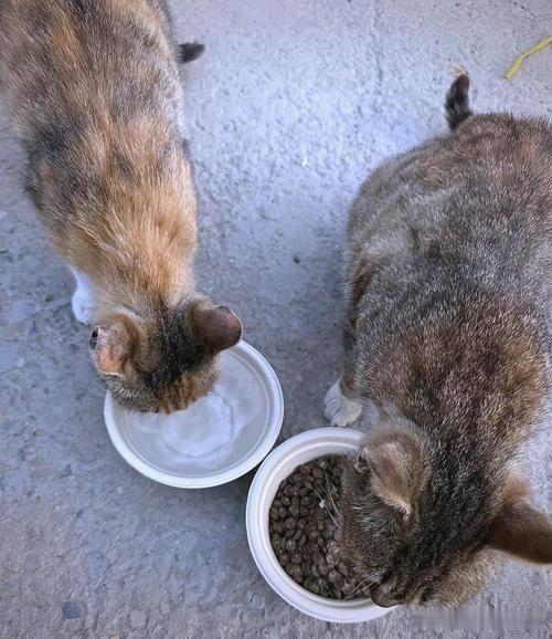 早上出门遇到一只流浪猫，喂了它一些猫粮。#动物保护#希望每个小生命都能被善待。领养代替购买，给流浪动