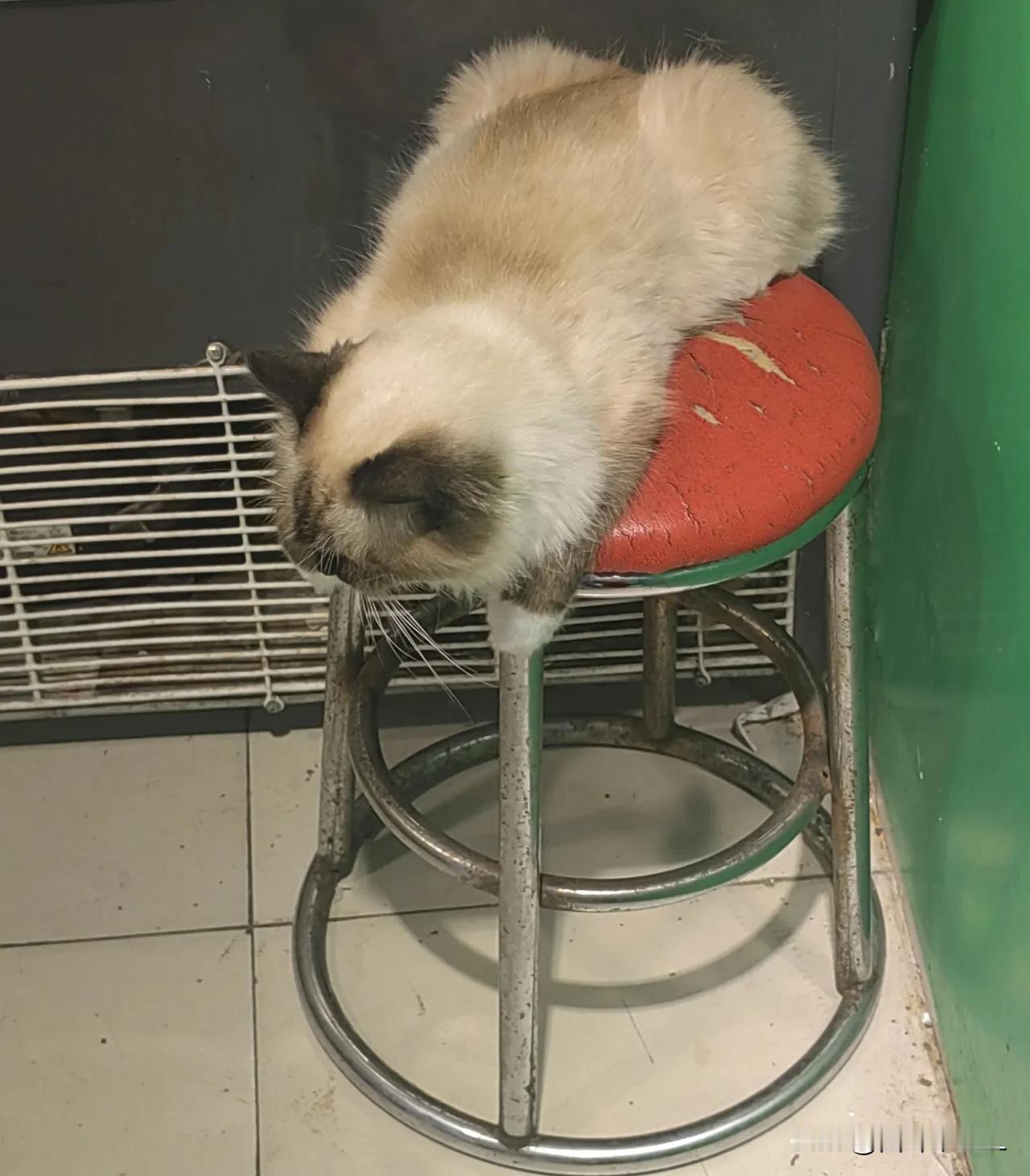 水果店老板娘养了一只小猫咪，每次去买东西，都看到小猫咪慵懒的趴在椅子上睡大觉，好