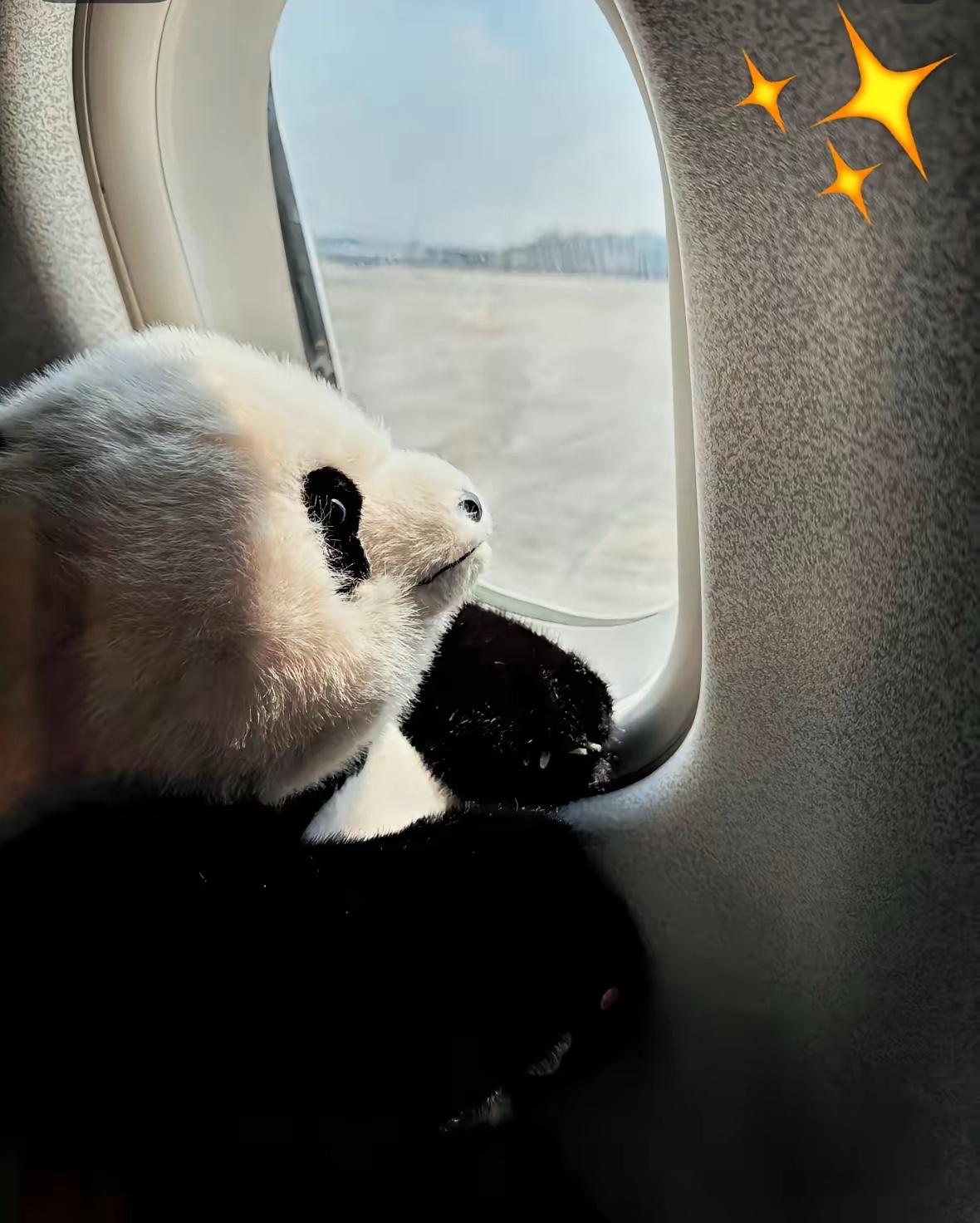 万物皆有灵，这话真不是迷信。​​晓晓和蕾蕾离开日本、踏上归国之路的那一刻，并