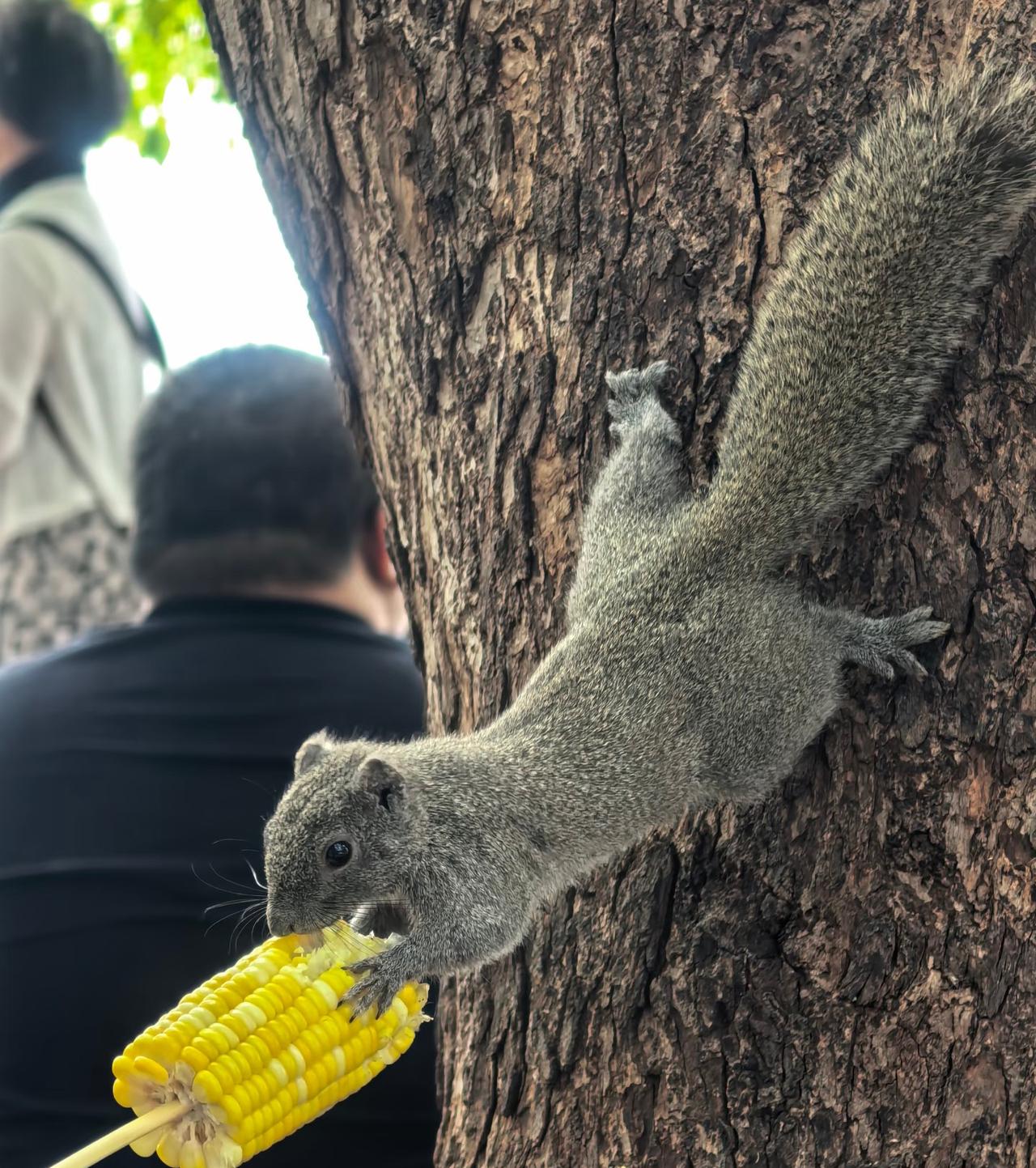 西湖边的小松鼠是真不怕人呀！不知道是不是每天见太多人的原因，感觉西湖边松鼠完