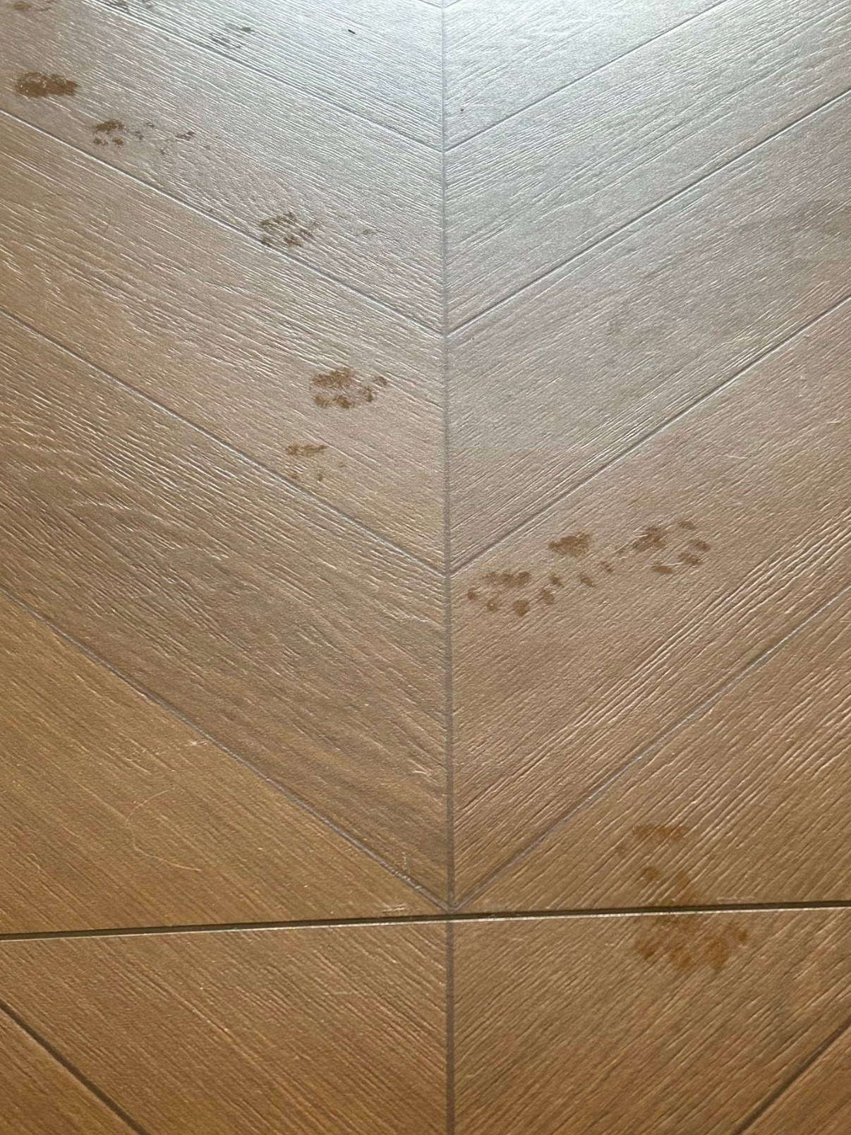 豹豹原来是汗脚冷知识，猫科动物是通过脚垫排汗的。我家猫玩了一会儿逗猫棒，脚底就出