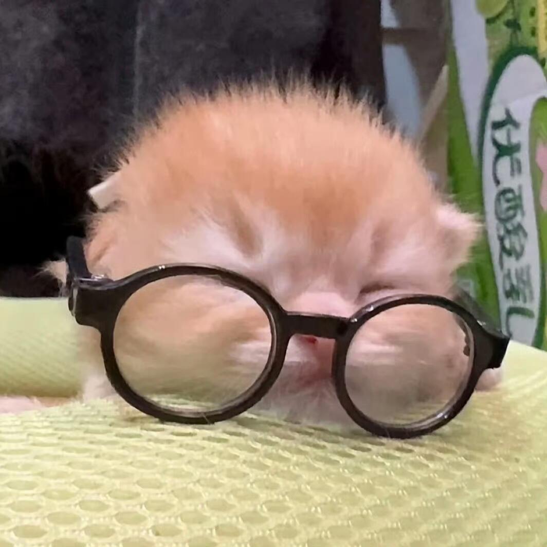 咪只想，早醒一个罐头，晚睡一个罐头🐱