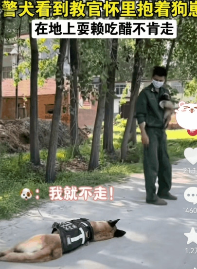 警犬看见训导员抱着小狗崽，吃醋耍赖不肯走，也要训导员背着。