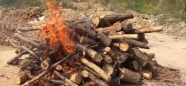 [点赞]枯死的松树，实际比人还“珍贵”？中国林业局明令规定，禁止将枯死、腐坏的