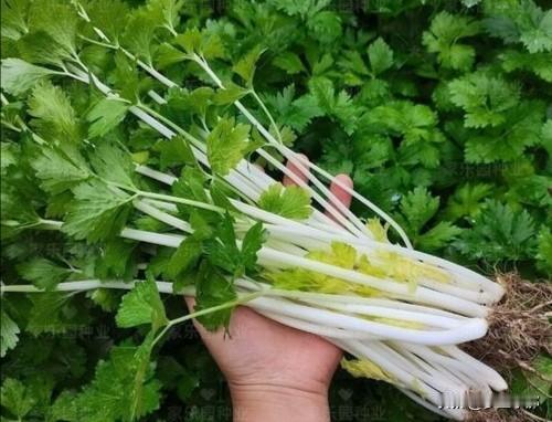 进入九月份，哪些菜不要种？哪些菜既好吃又好种转眼来到9月1号，气温逐步回落