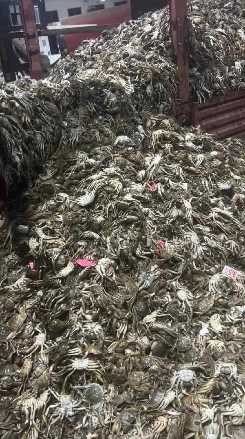 据说商户的大闸蟹被自己的价格气死了，挺好的一定要保持价格，让普通老百姓吃不起的样