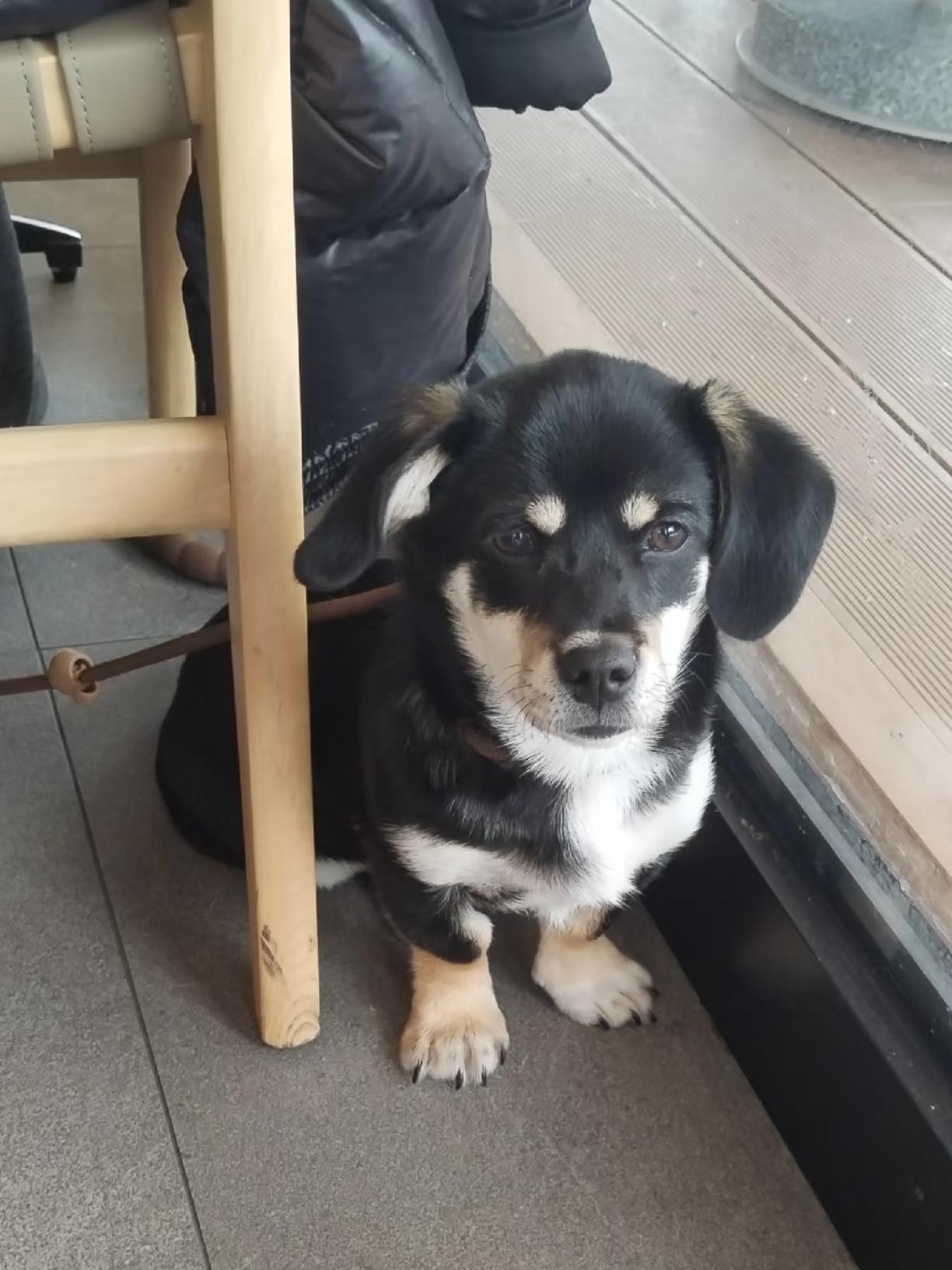 感觉成都对宠物的包容性真的很好，不止一次看到有人带猫狗进餐厅、商场和咖啡馆了。