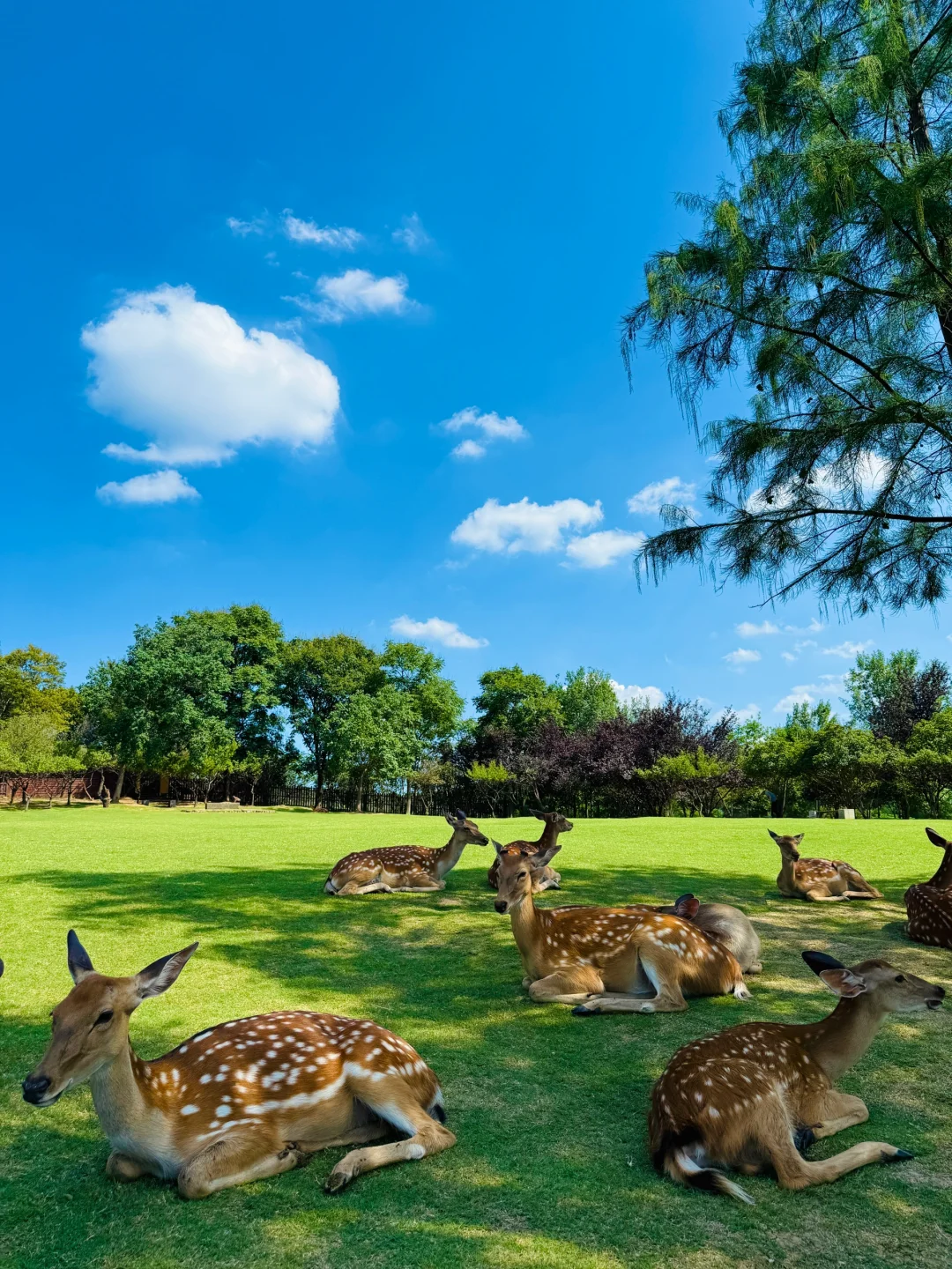 明孝陵免费得起早！（不花钱看鹿攻略）