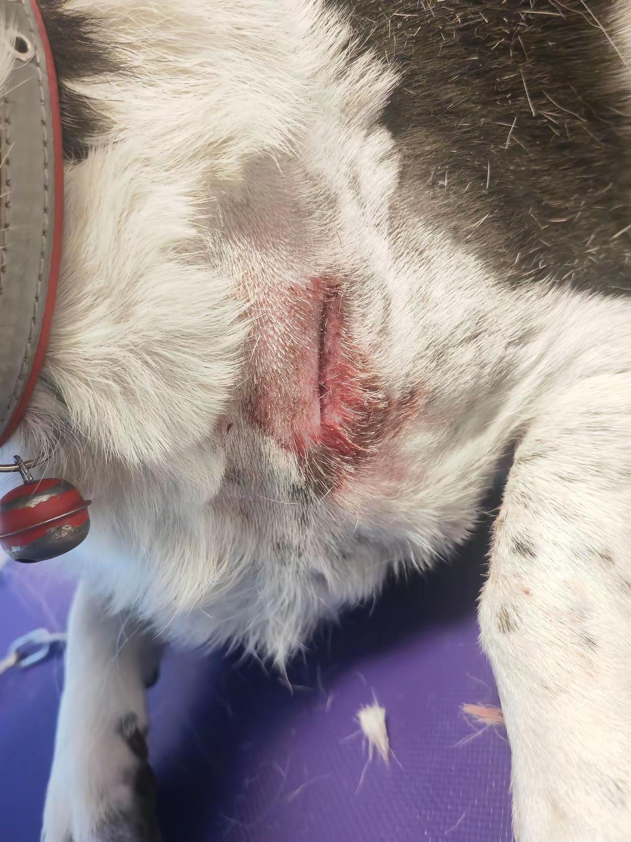 谁干的，把狗帶着头套，拴在小区树下，上个楼的功夫，再下去，就这样子了……太缺德了