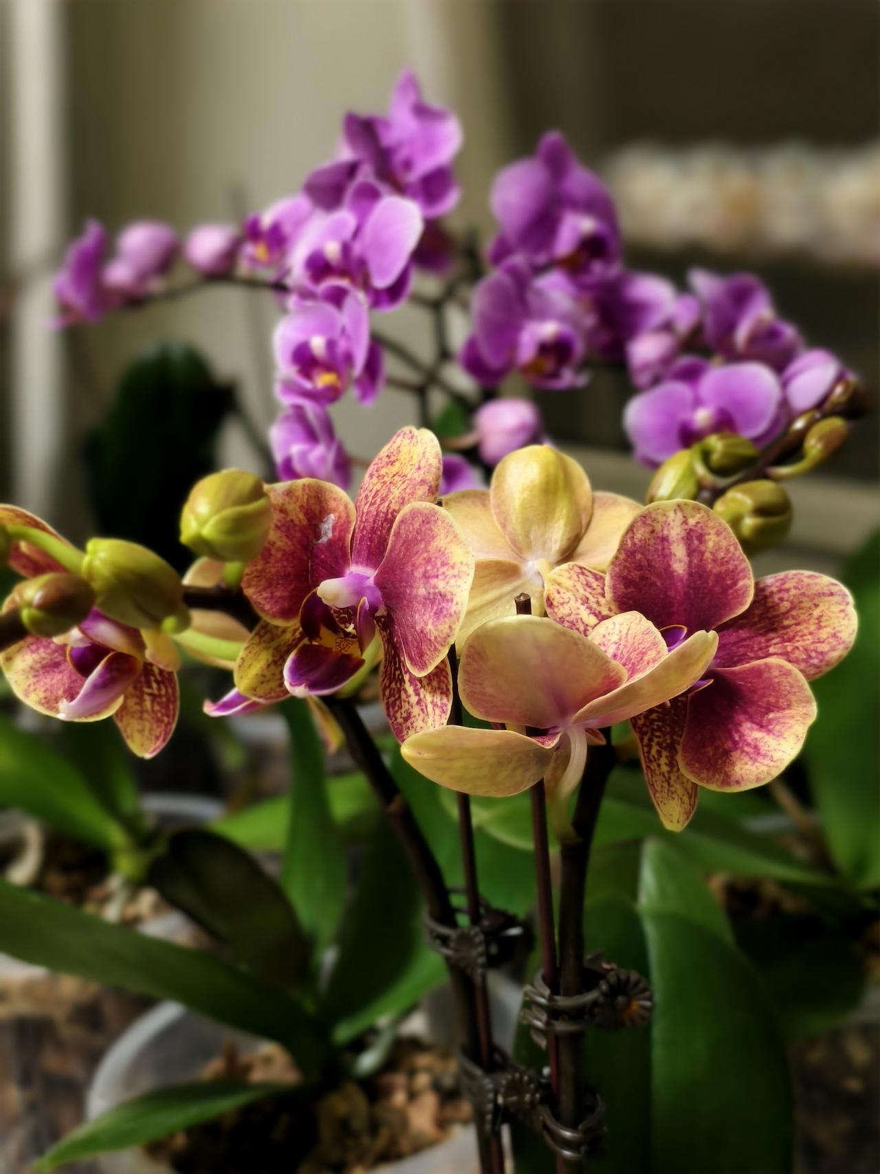 退休后我的零花钱都用在了养花种菜上：1，去年看长寿花品种多兴趣来了，每天收快递