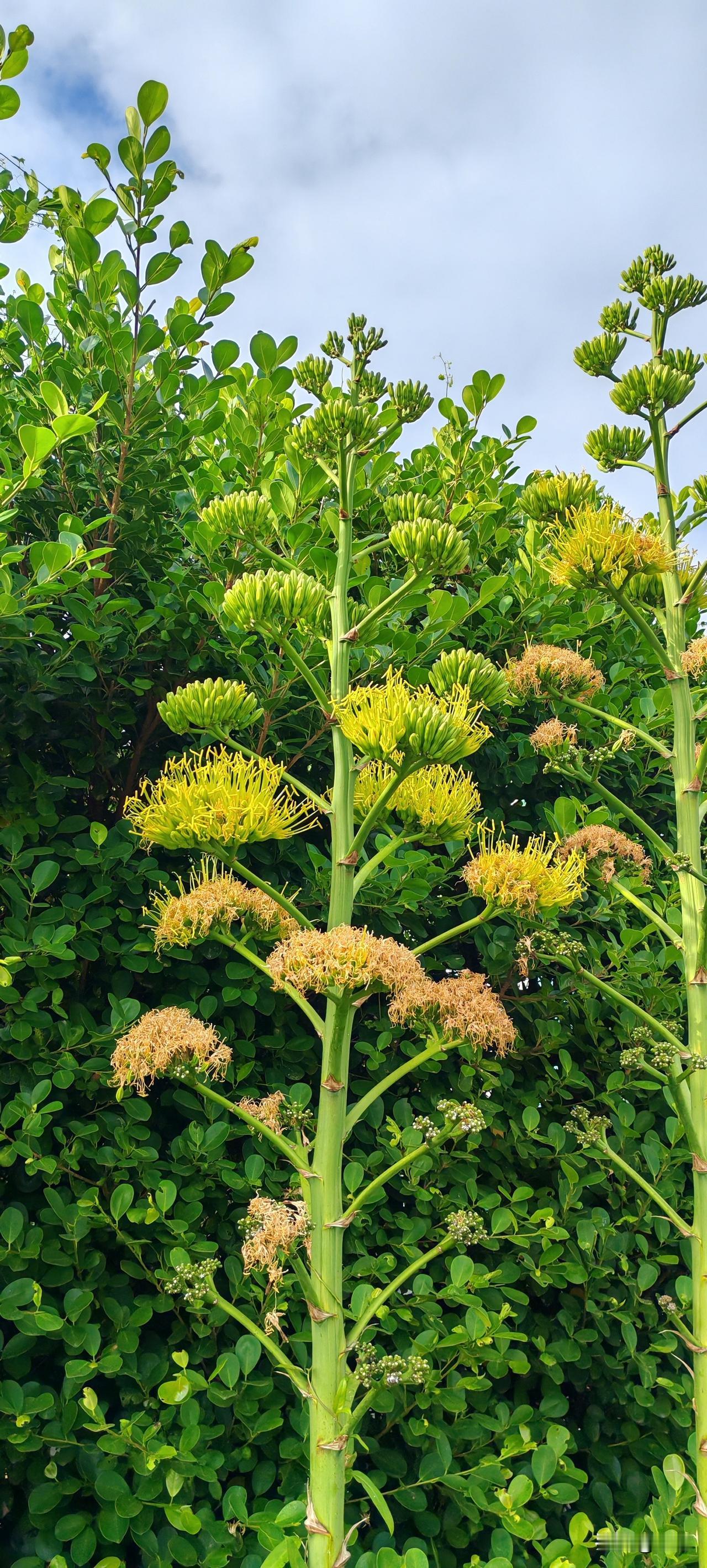 山东一哥们元旦晚上有人叫出去吃饭。临出门前告诉媳妇一声儿，媳妇嗯了一声。男子走到