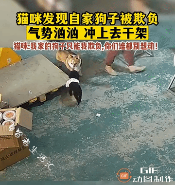 太猛了！这只小猫咪护起犊子来，真的没谁了！自家狗子被别的狗欺