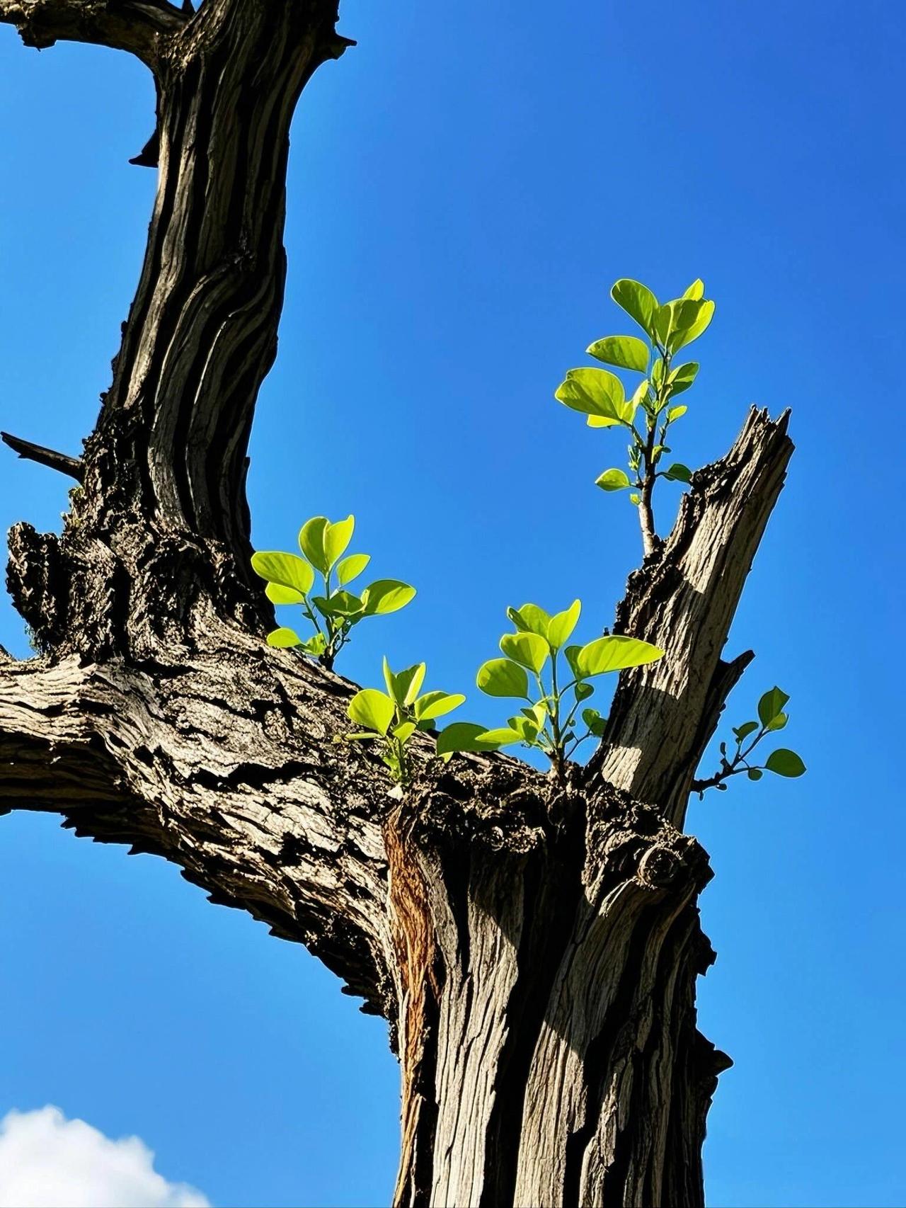 人这一生，要练就“坚不可摧的内核”，才能活得清醒又通透你有没有过这样的时刻：