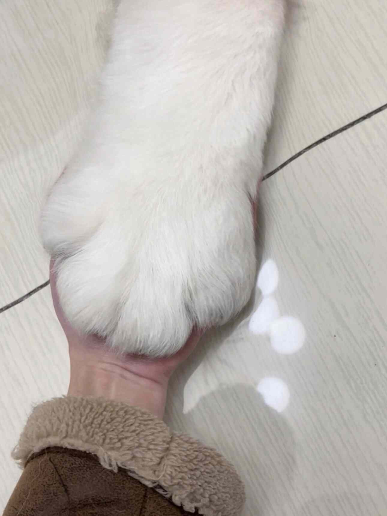 和小狗签订契约，人类将免去小狗终生饥寒之苦，而小狗则为人类看守心门​​​