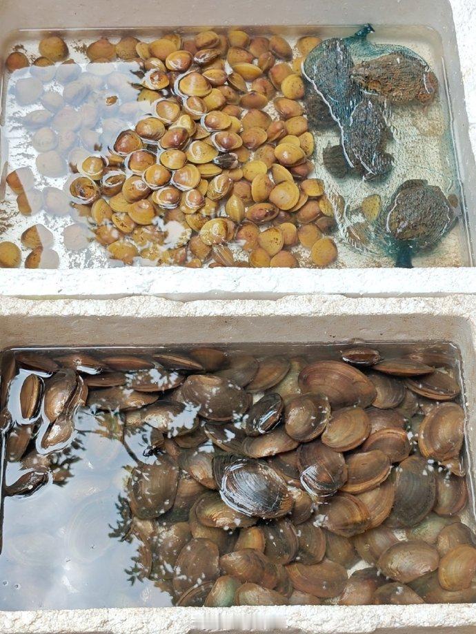 休渔期，海鸥岛阿姨，只能卖点河蚌，虫雷（红树林蚬），养殖田鸡（虎纹蛙），还有蔬菜