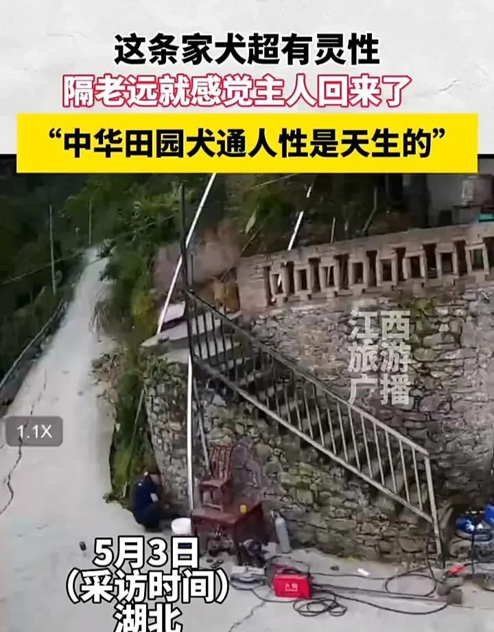 看哭了！5月3日，湖北一名女子发视频称，自家养了两年的中华田园犬，它本来坐在家门