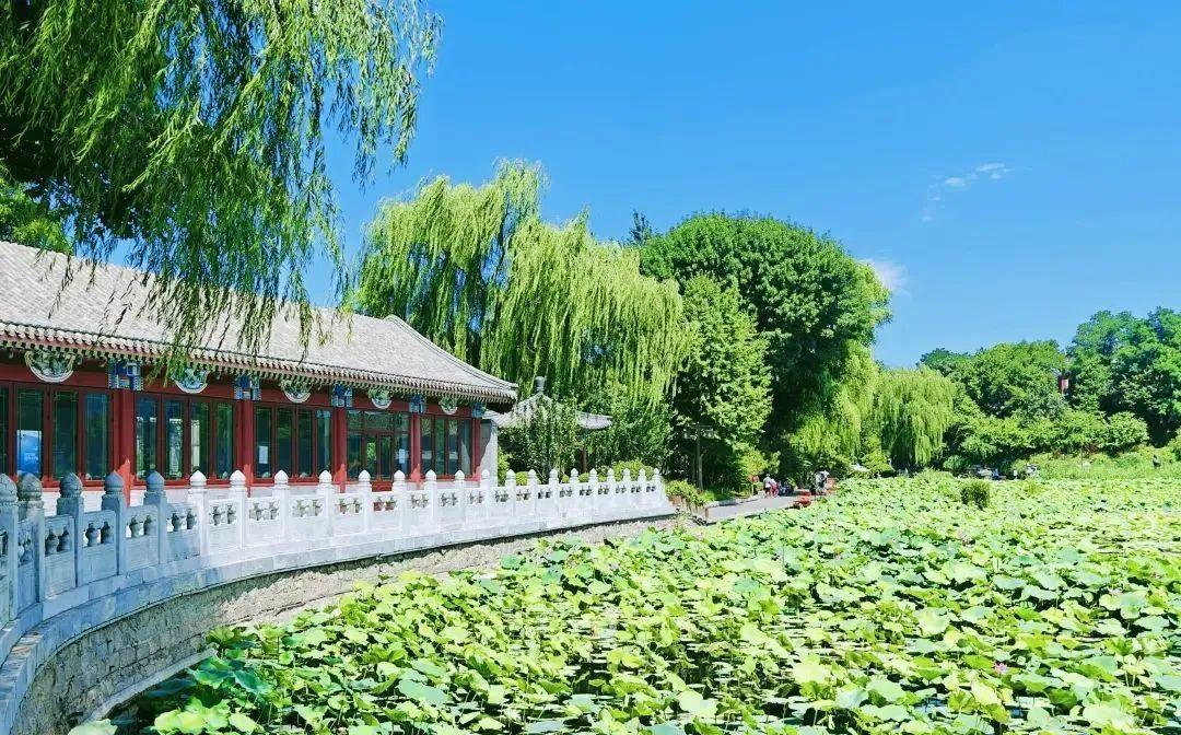 北京西海湿地公园风光绮丽初秋的北京，天高云淡，秋风习习，北京二环内唯一的湿地公