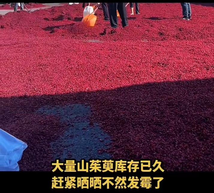 山茱萸“大佬”，亏掉底裤了！前两年，有所谓的大佬，把山茱萸当“红玛瑙”供着