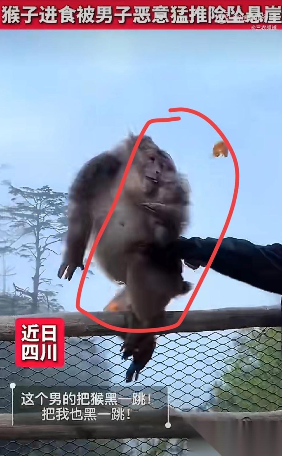 四川乐山，一只猴子正蹲在悬崖边安安静静剥橘子吃，一个男人悄无声息走近，突然伸手，
