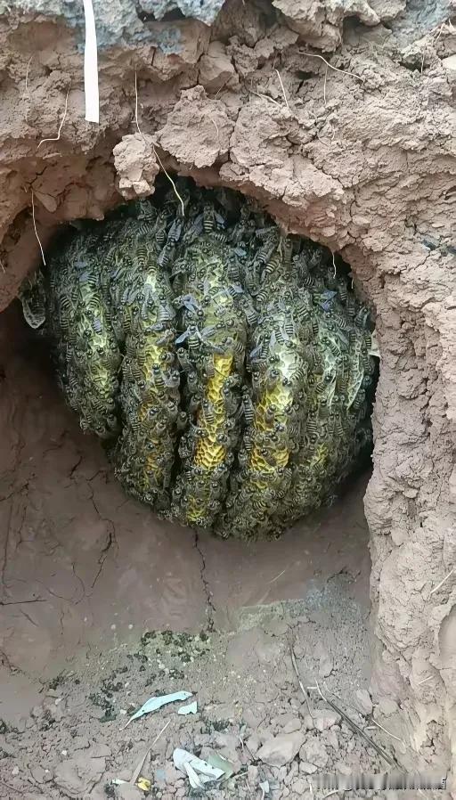 挖个洞,这是挖出宝贝来了啊?