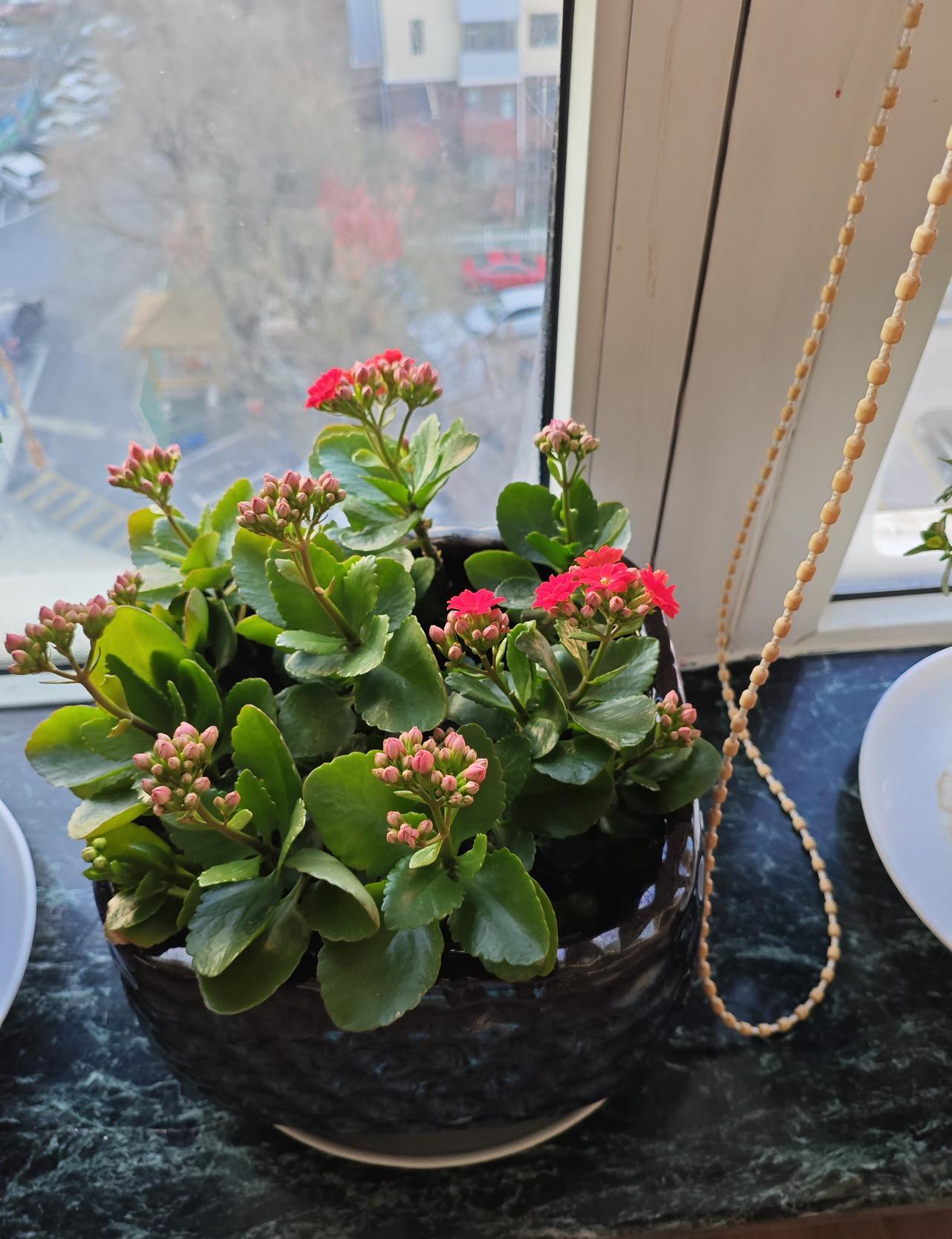 去年冬天我随手把一片被猫碰落的长寿花叶子插进喝剩的酸奶杯，三周后它长出五根白根，