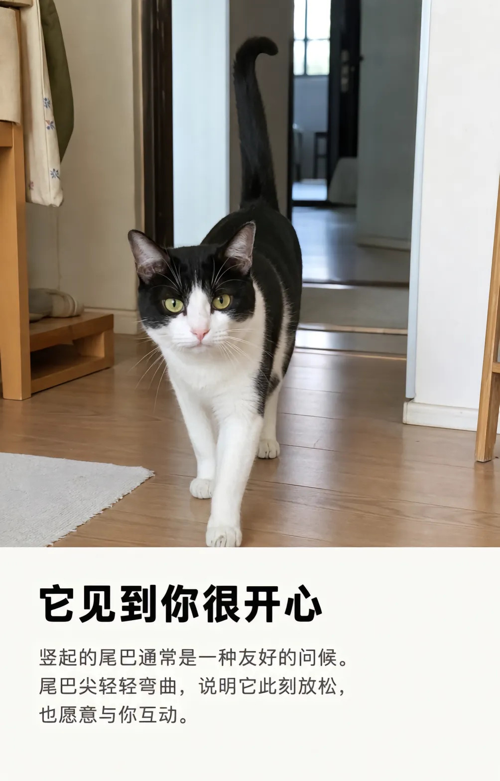 猫咪不能开口，但它一直在偷偷回应你