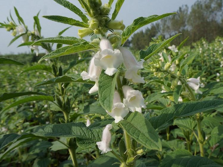 黑芝麻常见的六种营养吃法, 最后一种吸收最好!