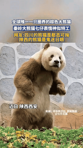 这是一只有思想的大熊猫，住在陕西西安，还是全球唯一一只圈养的棕色大熊猫。它的名字