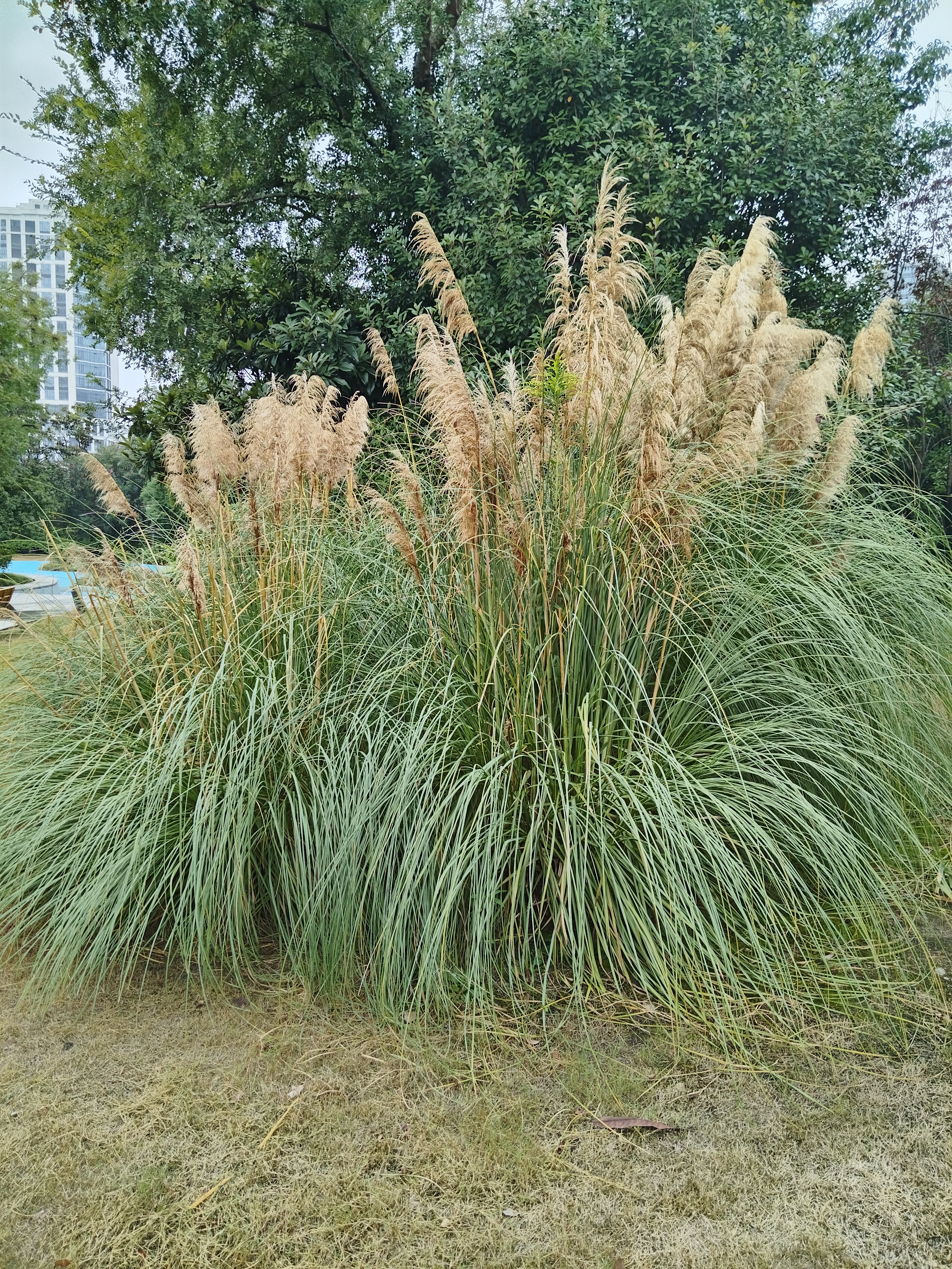 菲律宾为何反复在南海挑衅中国菲律宾反复在南海挑衅，一方面觊觎南海油气，渔业资源，另一方面借域外大国撑