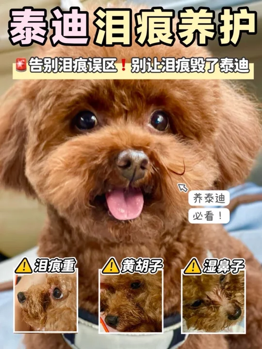 多少泰迪毁在泪痕上！别不知道泰迪狗粮的好
