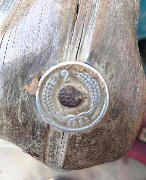 回老家翻出一件老古董，木头上竟然死死钉着几枚80年代的2分钱硬币！😯问了家