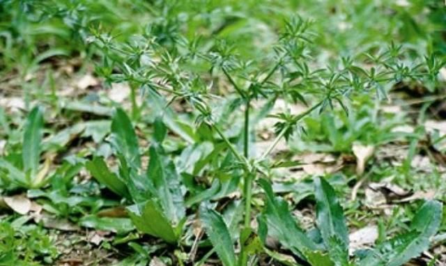 "野芫荽"是一种什么样的植物?