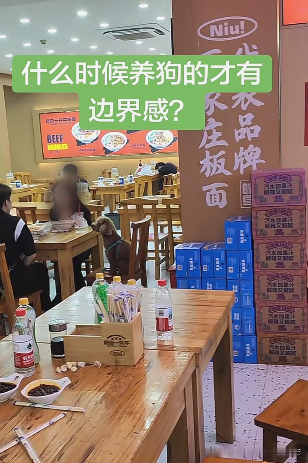 狗上桌，这次轮到河北石家庄的皖尊一头牛板面(总店)了。狗进店了，也上桌了，全程坐