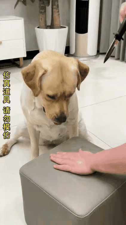 主人拿出道具刀，对着自己的手背扎下，原以为狗狗会伤心哀嚎，哪知狗狗看出了破绽，它