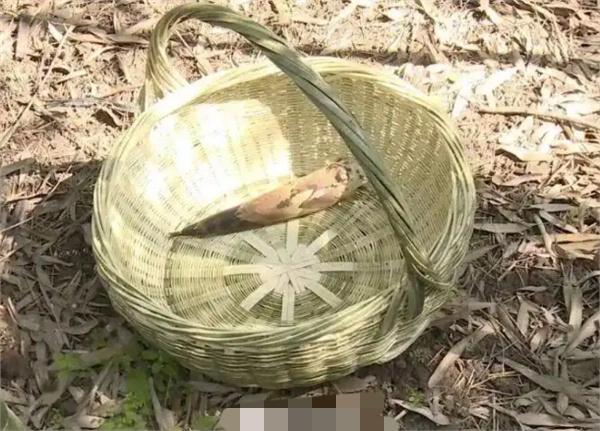 好离谱！重庆綦江男子在景区挖竹笋，被竹子刺穿鼻孔，找景区索赔3.6万，理由是