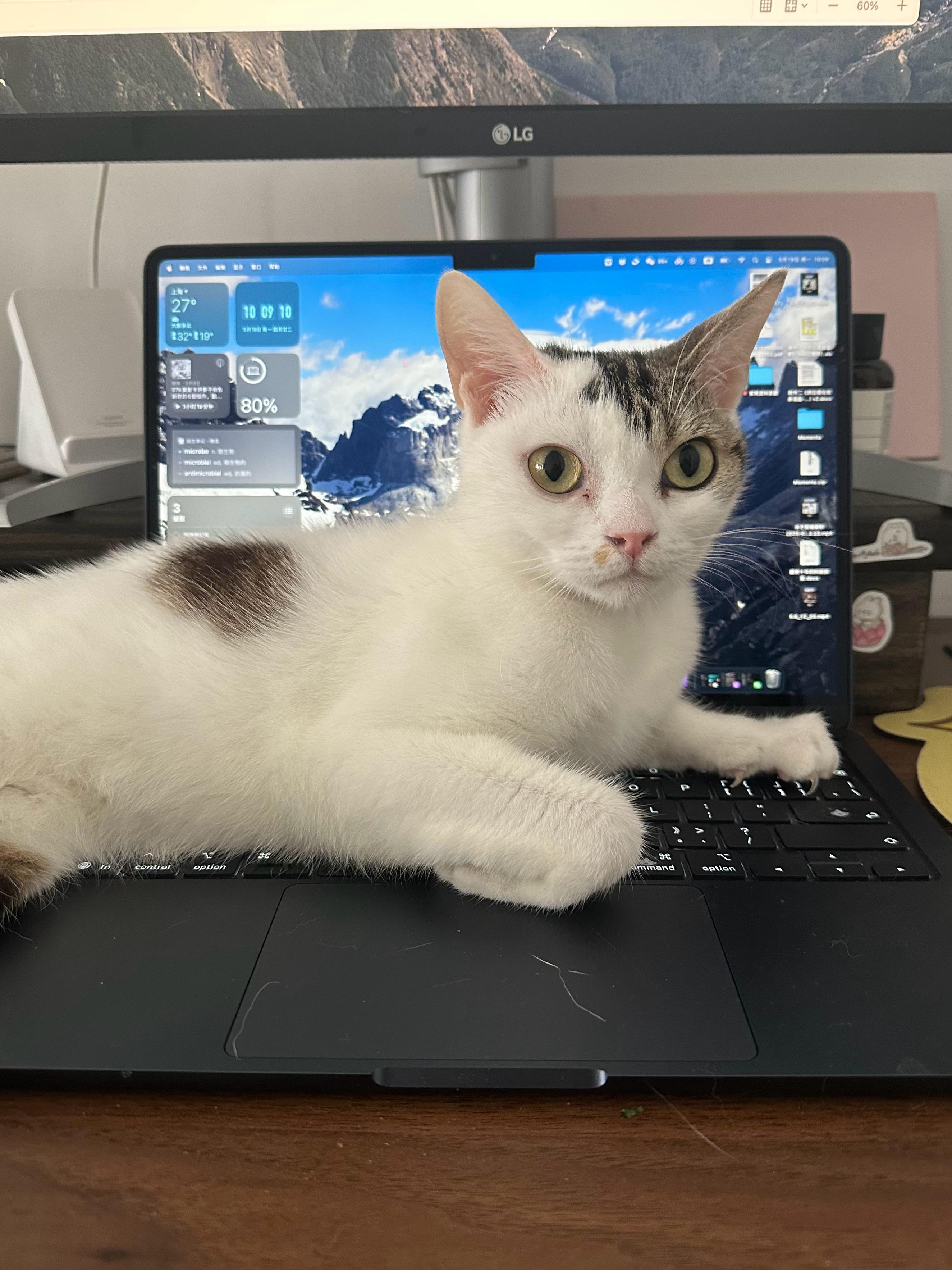 早呀监工猫一枚​​​