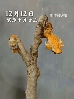 “我的天！这运气直接拉满了吧！”深夜大哥在院子找东西，手电一扫树干，当场看呆了