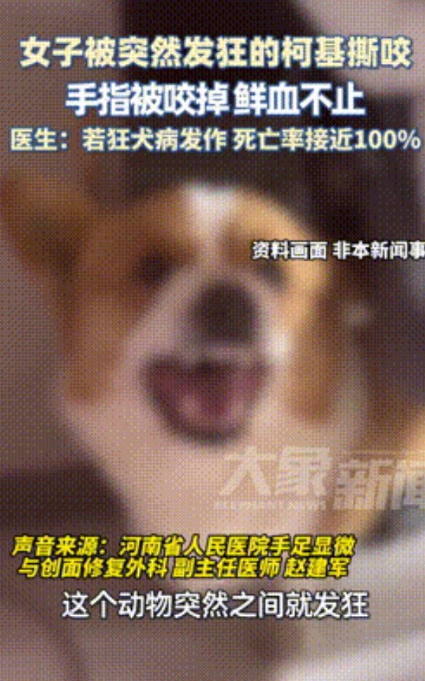 太悲催了！河南，一名22岁的女子在给宠物狗柯基洗澡时，竟被这只小型犬疯狂咬伤，直