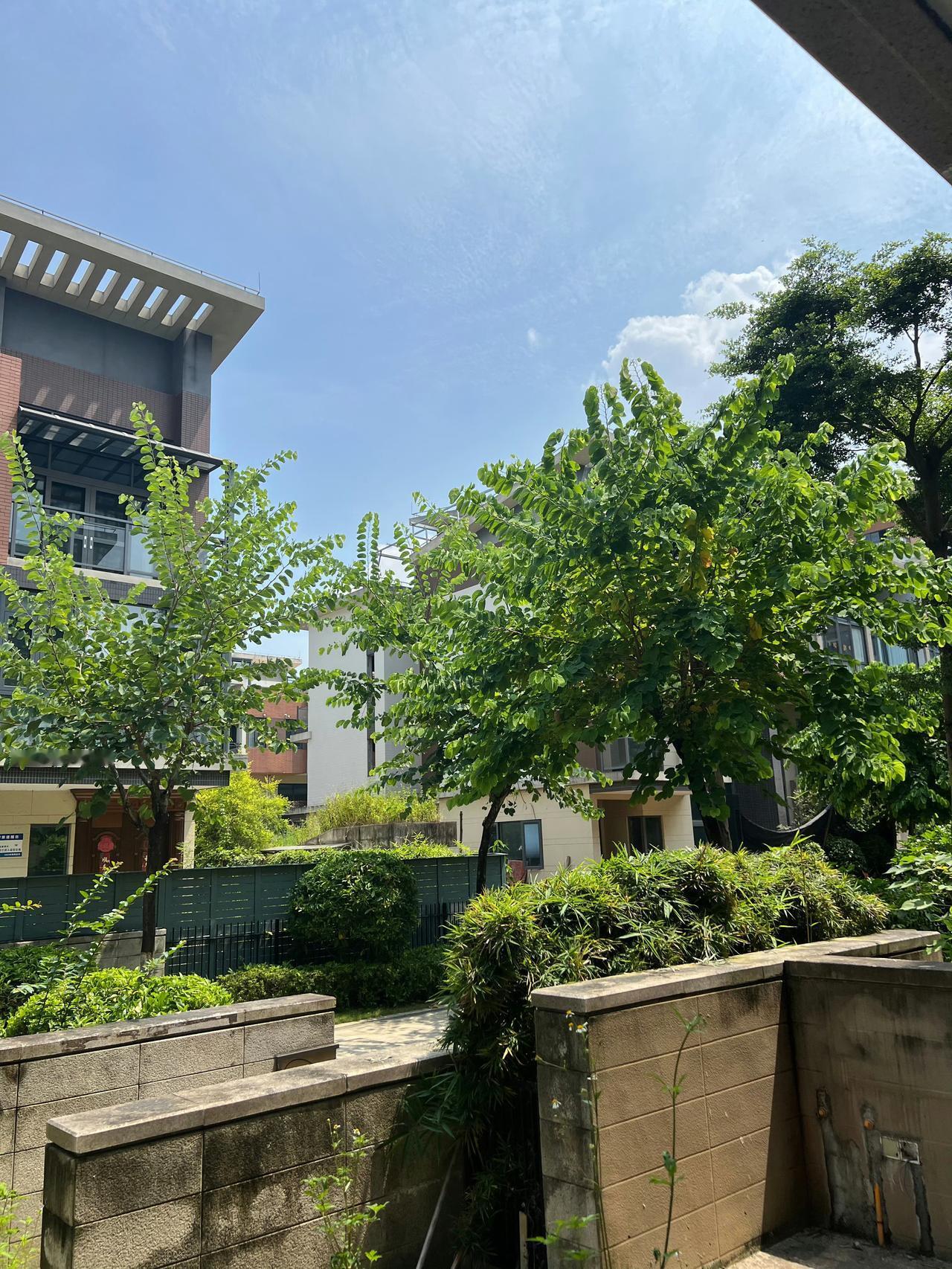 《我有一块玉米地》我有一块玉米地分别种了三季提前一季时令一季延后一季