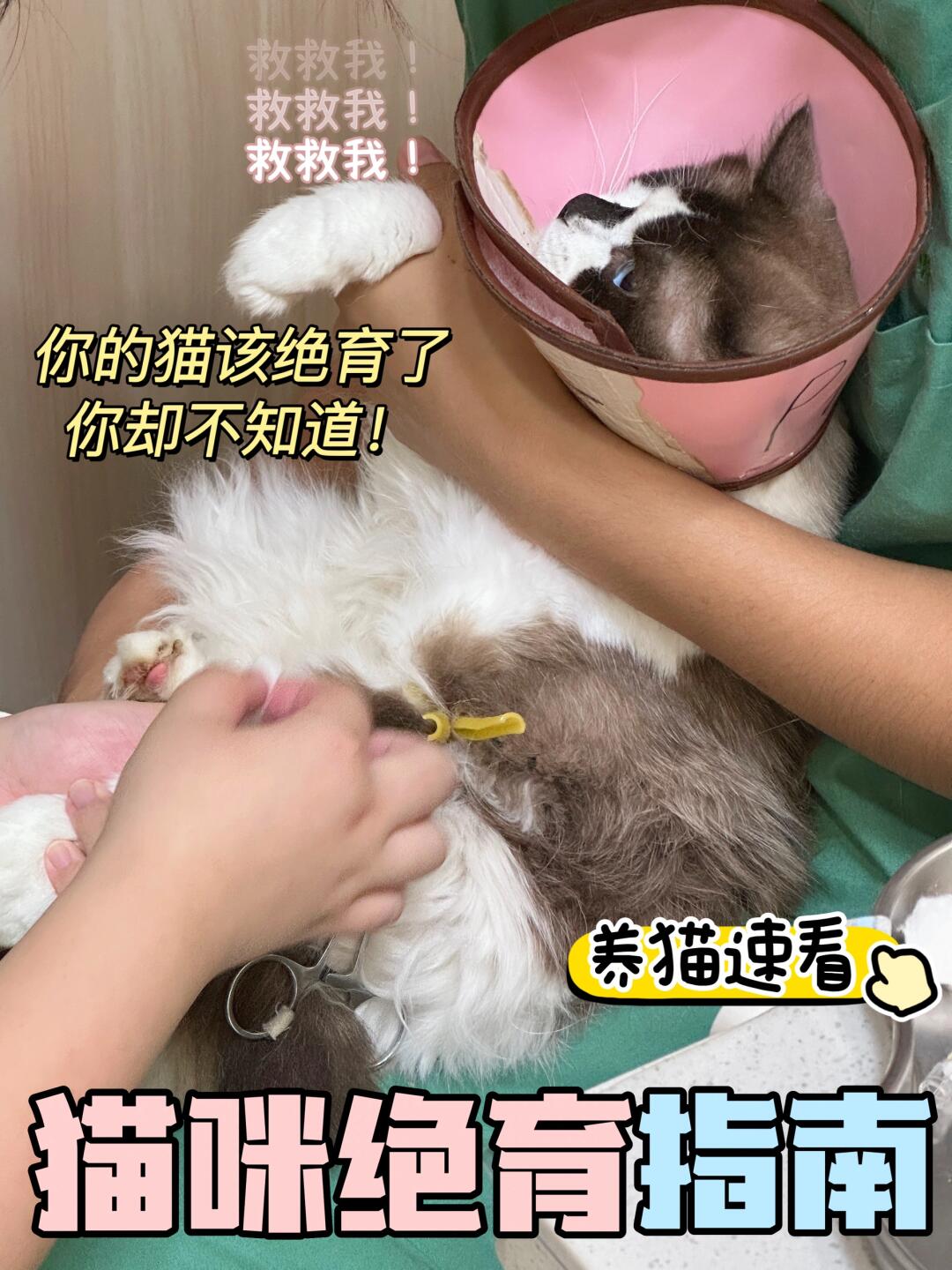 猫咪绝育大实话！纠结猫绝育的看过来！