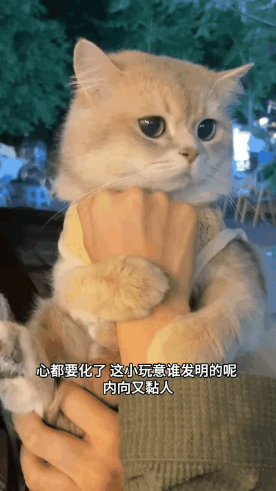 谁懂啊！被小姐姐抱出门的小奶猫，全程锁脖黏人，心都化了！网友偶遇超暖心一幕