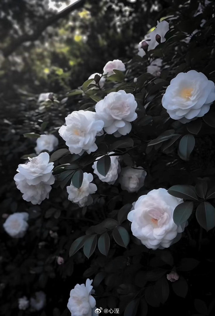 山茶花的种植方法：1.选苗与土壤：选择健康、无病虫害的山茶花苗木，土壤要求疏松