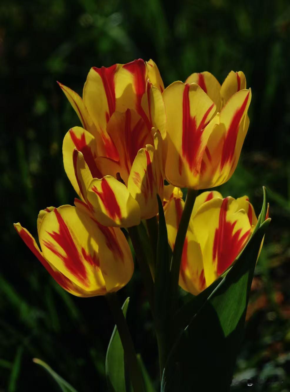 去公园欣赏郁金香，看到很多品种的郁金香。有颜色的差别，有花瓣的差别，有花型的差别