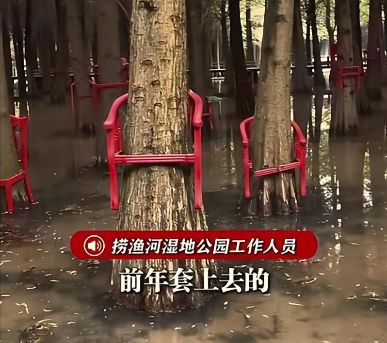 "活久见了！"云南昆明，一名游客在湿地公园拍下不解的一幕：里面的水杉树上，每一棵
