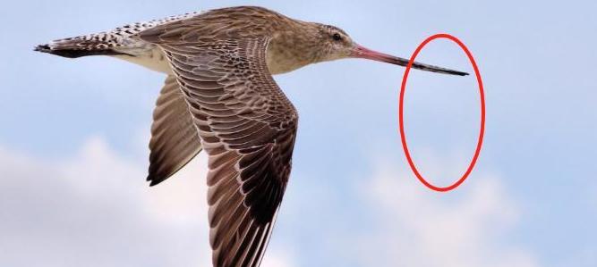 不吃不喝飞行11天，跨越1万多公里，比轰炸机还能飞！这种鸟怎么做到的？原来，它们